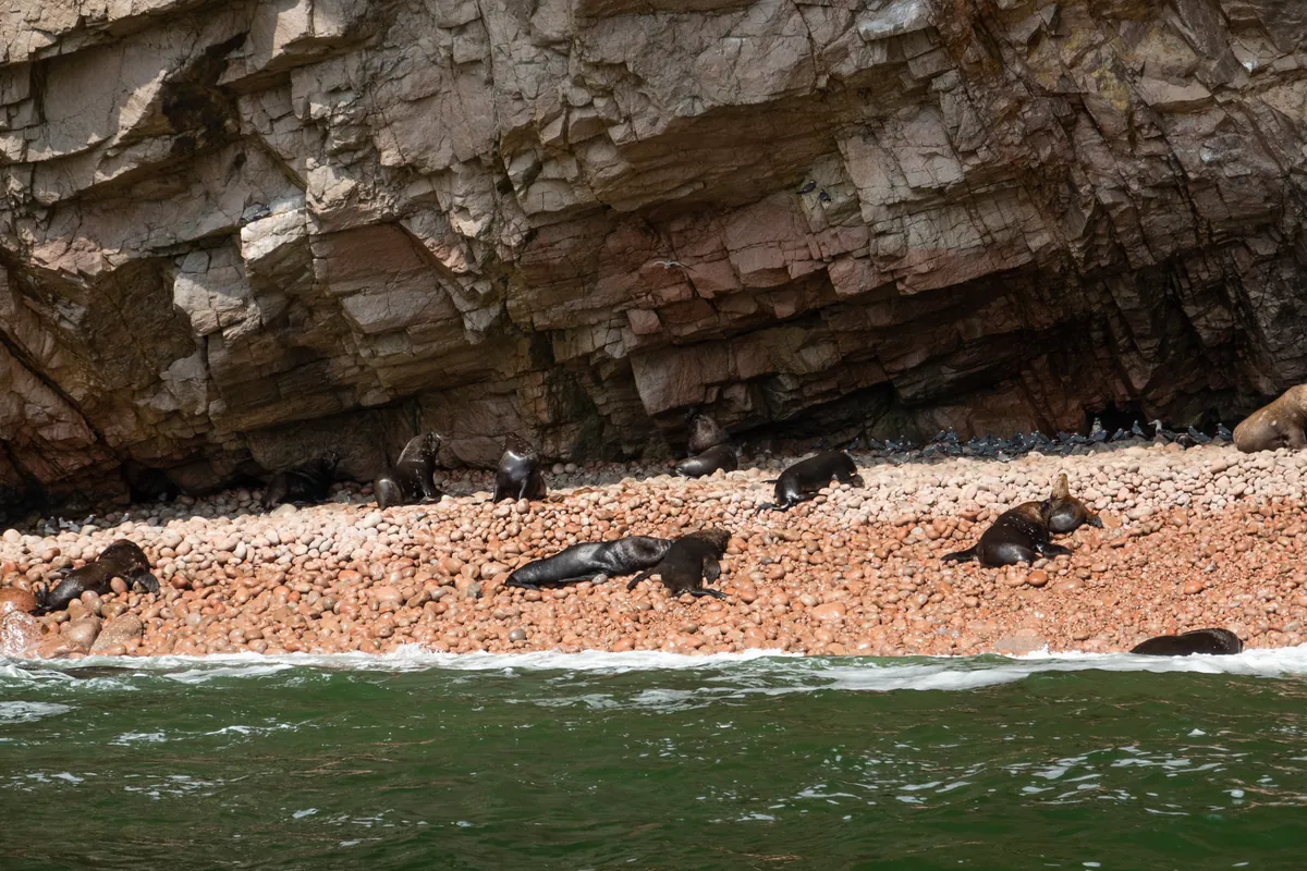 Søløver og havfugle på Ballestas-øerne, Peru